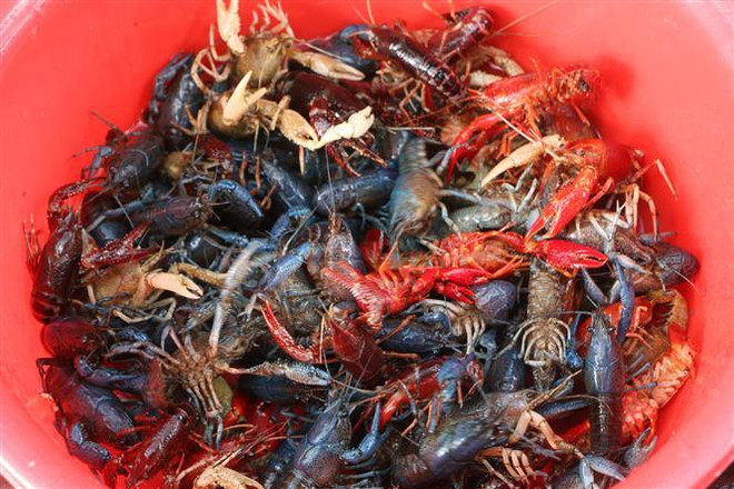Tôm hùm nước ngọt, tôm càng đỏ (bố mẹ) trong diện Bộ Nông nghiệp và Phát triển Nông thôn cấm nuôi. (Ảnh: Thanh Bình/TTXVN) Tiêu hủy số lượng lớn tôm hùm nước ngọt, tôm càng đỏ ảnh 1