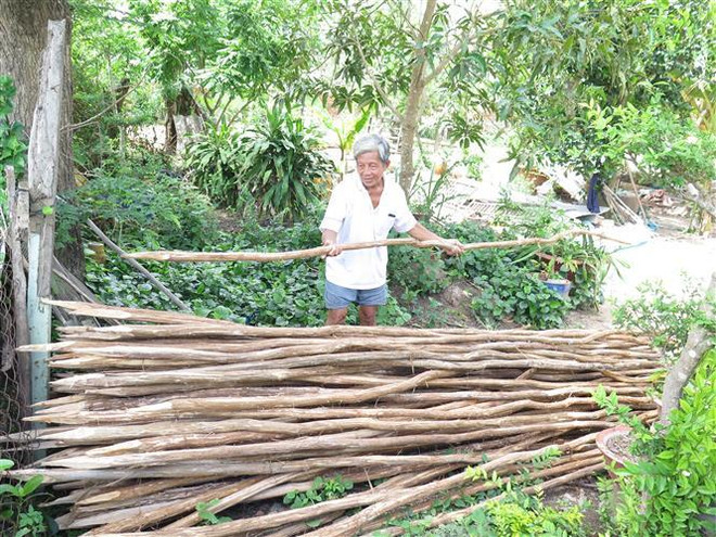 Do năm nay chưa có lũ, ông Võ Văn Chiến, ngụ tại ấp Bình Thành B, xã Bình Thạnh, Thị xã Hồng Ngự, Đồng Tháp, xếp gọn cừ tràm và lưới để chờ mùa lũ năm sau. (Ảnh: Hồng Nhung/TTXVN) Chuyển hướng trong mùa lũ: Đồng bằng sông Cửu Long ngóng con nước lớn ảnh 2