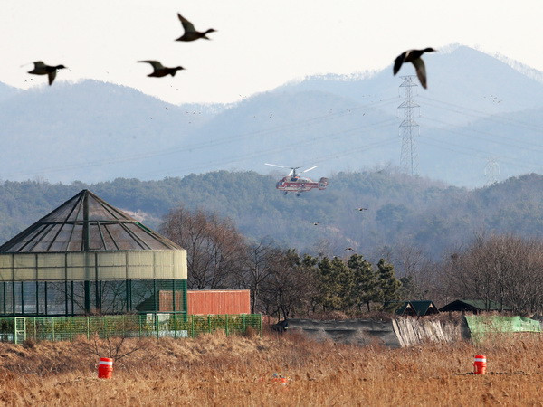 Hàn Quốc có thêm trường hợp nhiễm cúm gia cầm ở chó ảnh 1