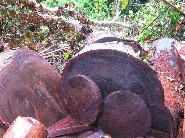 Hà Giang: Rừng đặc dụng Phong Quang ngang nhiên bị ''xẻ thịt'' ảnh 2