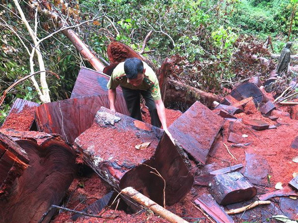 Hà Giang: Rừng đặc dụng Phong Quang ngang nhiên bị ''xẻ thịt'' ảnh 1