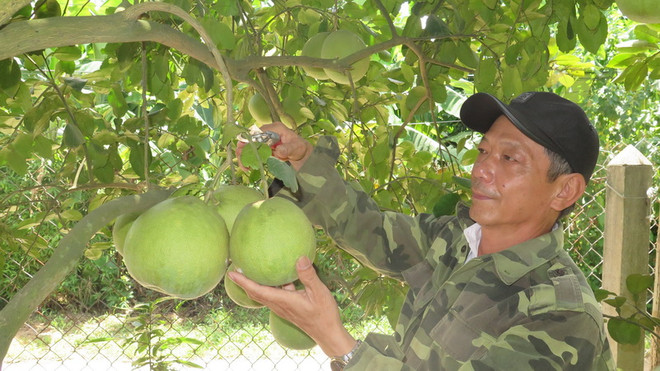 Nông dân phường Thủy Biều thành phố Huế tất bật thu hoạch bưởi thanh trà. (Ảnh: Tường Vi/TTXVN) Thừa Thiên-Huế: Bưởi thanh trà trứ danh Thủy Biều được mùa ảnh 1