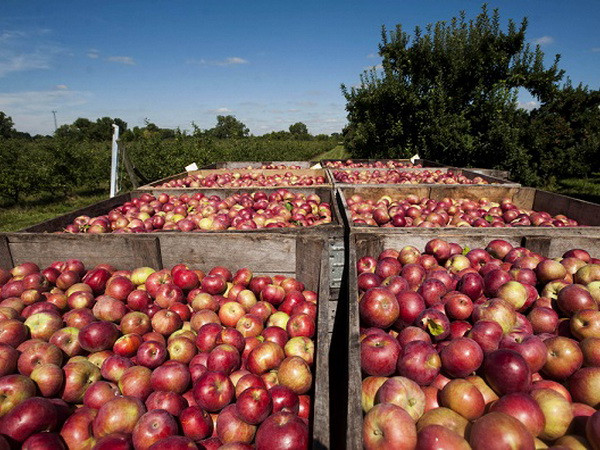 EU tăng gấp đôi hạn ngạch nhập khẩu nông phẩm từ Moldova ảnh 1