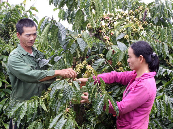 Cần thêm nhiều cơ chế, chính sách đặc thù phát triển vùng Tây Nguyên ảnh 1