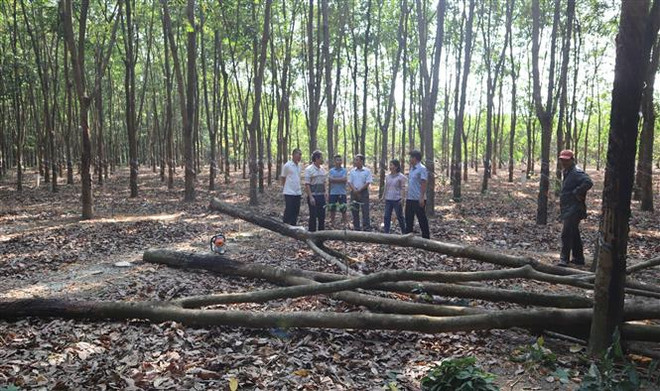 Bình Phước: Người dân hiến hàng ngàn m2 đất làm đường giao thông ảnh 2