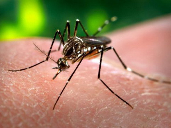 Hy Lạp phát hiện ca nhiễm virus Tây sông Nile đầu tiên trong năm ảnh 1