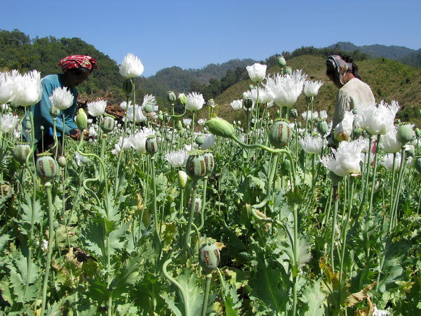 Diện tích trồng thuốc phiện tiếp tục tăng ở khu Tam giác vàng ảnh 1