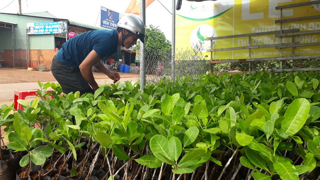 Đẩy mạnh tiêu thụ nông sản: Ngành điều thay đổi chiến lược phát triển ảnh 1