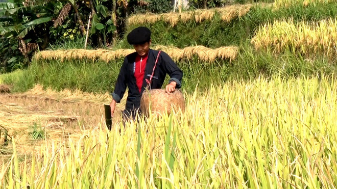 Nghi lễ đón rước hồn lúa mới trong lễ cúng. (Nguồn: baohagiang) Lễ mừng cơm mới của đồng bào các dân tộc thiểu số vùng cao Hà Giang ảnh 4