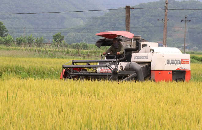 Ngành nông nghiệp thích ứng linh hoạt theo tín hiệu thị trường ảnh 2