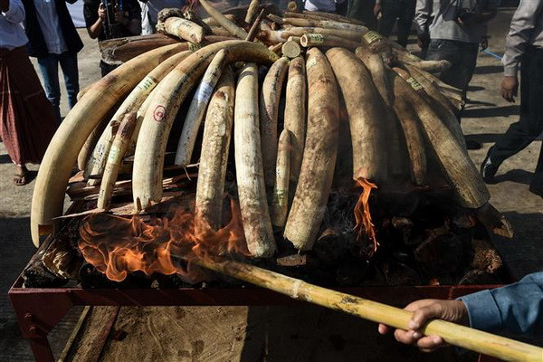Các nước nỗ lực chống buôn bán trái phép động vật hoang dã ảnh 1