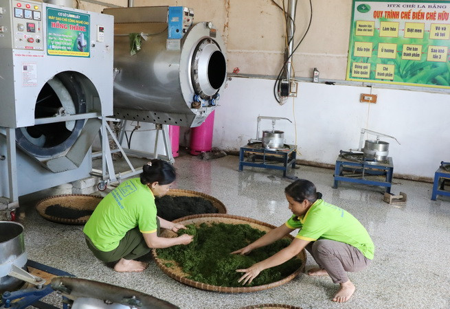 Xã viên Hợp tác xã chè La Bằng, xã La Bằng, huyện Đại Từ chế biến chè đặc sản. (Ảnh: Hoàng Nguyên/TTXVN) Đại hội XIII: Đổi thay ở nơi lập cơ sở Đảng đầu tiên tại Thái Nguyên ảnh 2