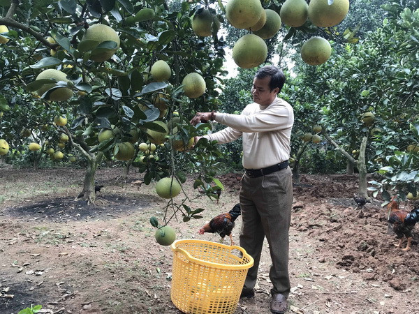 Xây dựng 50 chuỗi liên kết sản xuất, chế biến nông nghiệp chủ lực ảnh 1