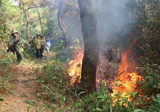 Khởi tố, bắt tạm giam đối tượng liên quan đến vụ cháy rừng ở Hà Tĩnh ảnh 1