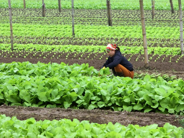 Hà Lan khảo sát xây Trung tâm nghiên cứu giống rau chất lượng cao ảnh 1