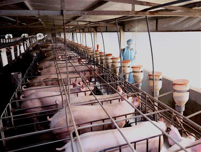 Đưa giá lợn hơi về mức trước khi có dịch ngay trong tháng Tư ảnh 1