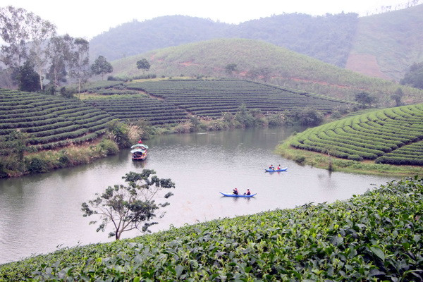 Những đồi chè bậc thang xanh mướt, nằm uốn lượn giữa phong cảnh sông nước hữu tình lôi cuốn du khách khi đến với đảo chè Cầu Cau. (Ảnh: Tá Chuyên/TTXVN) Lạ lẫm với đảo chè Cầu Cau - một “Hạ Long của xứ Nghệ” ảnh 2