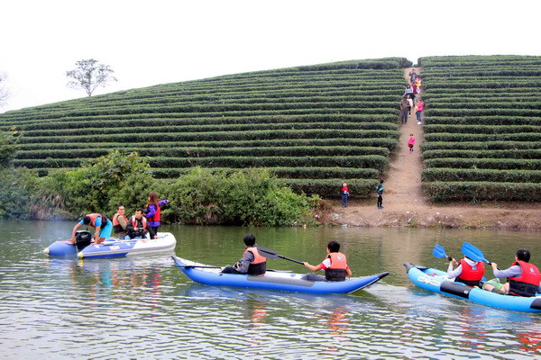 Đến đảo chè Chầu Cau, du khách được chèo thuyền Kayak trên dòng nước xanh biếc cùng ngắm những đồi chè bậc thang xanh mượt. (Ảnh: Tá Chuyên/TTXVN) Lạ lẫm với đảo chè Cầu Cau - một “Hạ Long của xứ Nghệ” ảnh 1