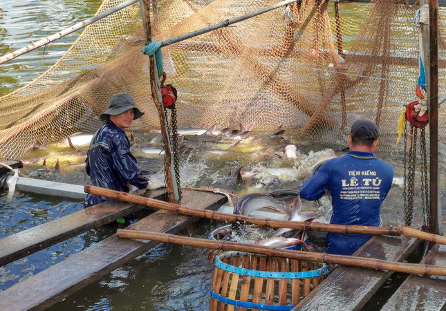 Đồng Tháp: Nuôi cá tra nguyên liệu lãi hơn 1,7 tỷ đồng mỗi hecta ảnh 1