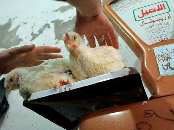 Ai Cập ghi nhận thêm hai ca tử vong do cúm gia cầm H5N1 ảnh 1