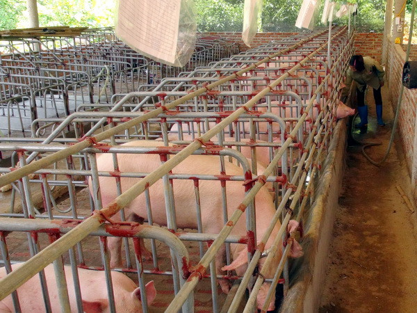 Phát hiện việc sử dụng chất cấm mới Systeamine trong chăn nuôi ảnh 1