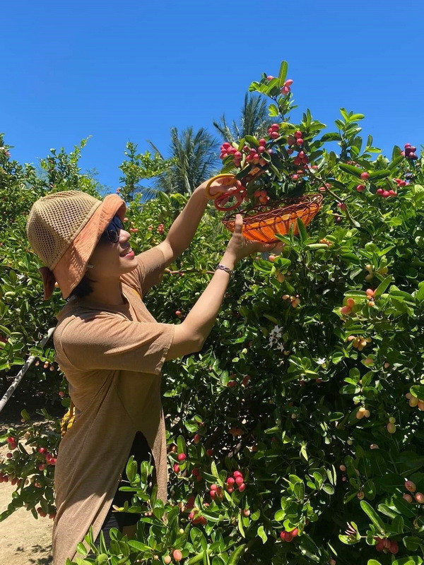 Ninh Thuận: Triển vọng phát triển kinh tế từ cây sirô ở xứ nắng ảnh 2