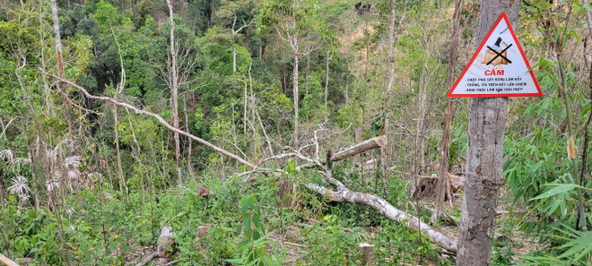 ttxvn_pha rung gia lai (3).jpg