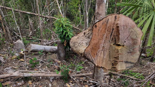 ttxvn_pha rung gia lai (1).jpg