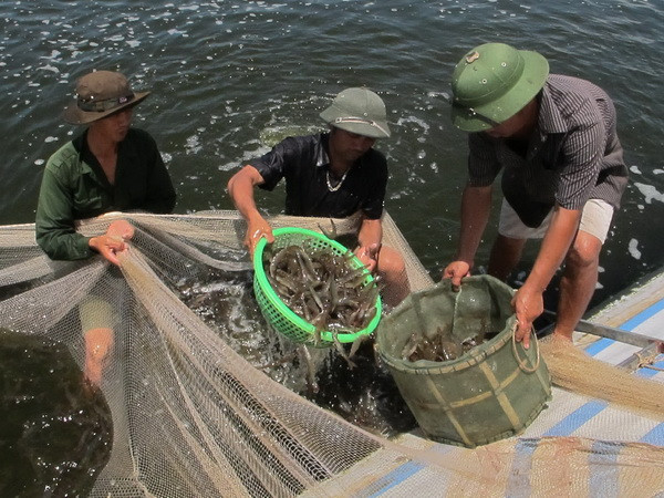 Xây dựng thương hiệu và sản xuất bền vững cho con tôm Việt ảnh 1