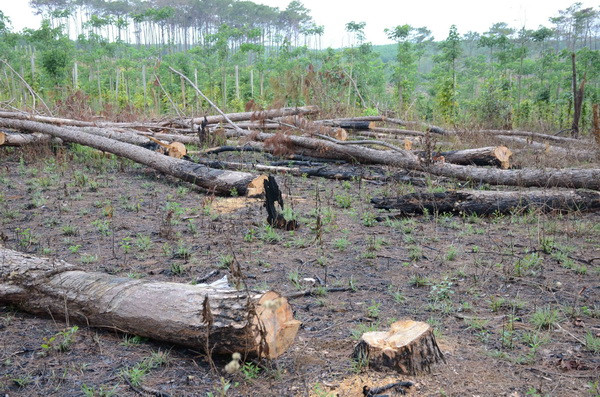 Vụ phá rừng thông ven Quốc lộ 28: Sai phạm kéo dài, xử lý chậm trễ ảnh 1