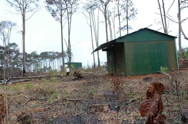 Vụ phá rừng thông ven Quốc lộ 28: Sai phạm kéo dài, xử lý chậm trễ ảnh 3