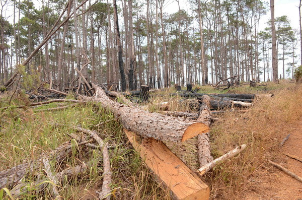 Vụ phá rừng thông ven Quốc lộ 28: Sai phạm kéo dài, xử lý chậm trễ ảnh 2