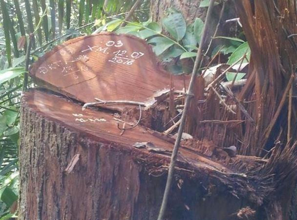 Bình Thuận: Khởi tố 4 cán bộ Ban quản lý rừng phòng hộ La Ngà ảnh 1