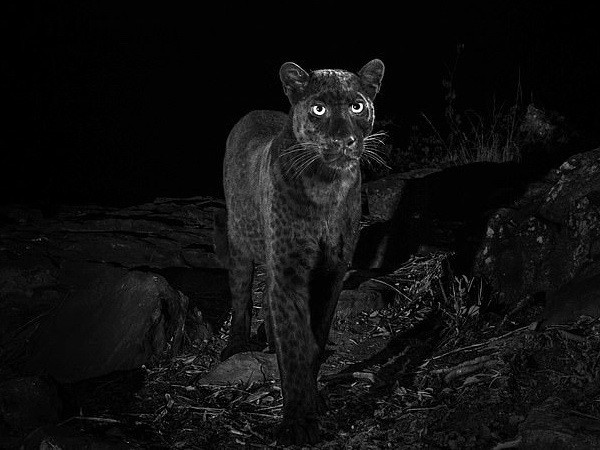 Phát hiện loài báo đen châu Phi quý hiếm ở miền trung Kenya ảnh 1