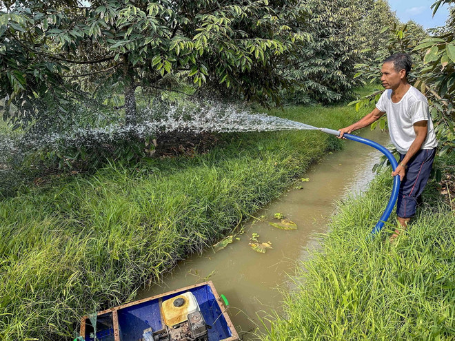 Nông dân xã Vình Bình Bắc, huyện Gò Quao chăm sóc vườn sầu riêng sau khi hệ thống thủy lợi của tỉnh Kiên Giang dần khép kín giúp ngăn mặn, bảo vệ vùng ngọt vào mùa khô. (Ảnh: Thanh Liêm/TTXVN) ttxvn_2604_xam nhap man.jpg
