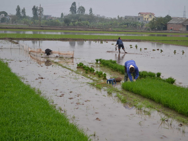 Sử dụng tiết kiệm và hiệu quả nguồn nước vụ Đông Xuân 2015-2016 ảnh 1