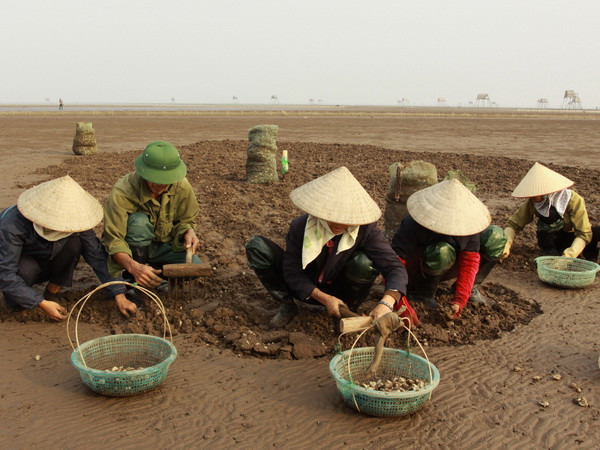 Hà Tĩnh thiệt hại hơn 8 tỷ đồng do tình trạng ngao chết hàng loạt ảnh 1
