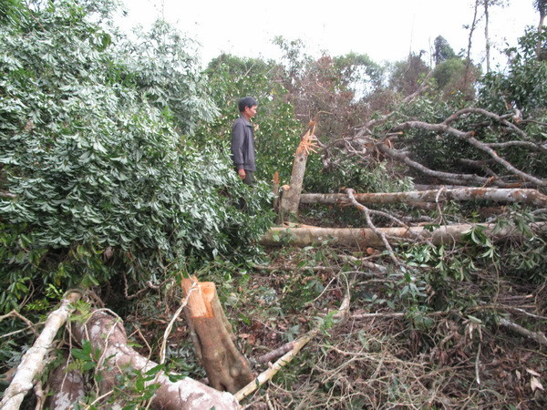 Đánh giá hiện trạng rừng: Nhiều diện tích rừng đột ngột bị "khai tử" ảnh 2