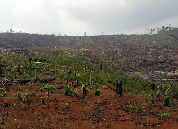 Đánh giá hiện trạng rừng: Nhiều diện tích rừng đột ngột bị "khai tử" ảnh 1