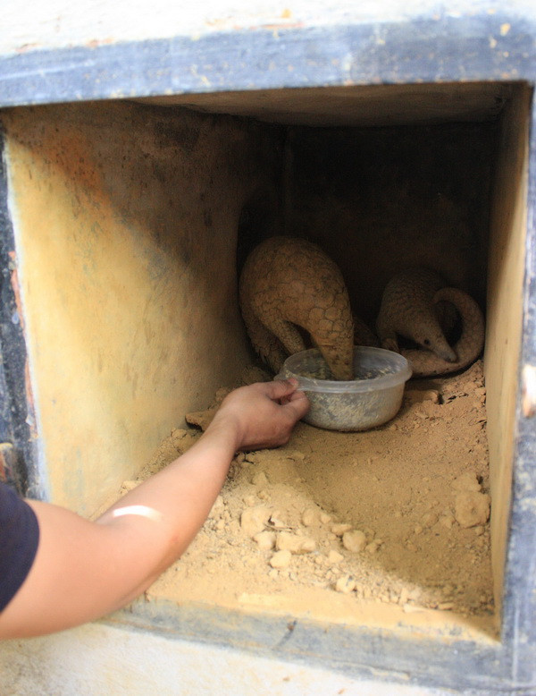 Cứu hộ tê tê tại Vườn quốc gia Cúc Phương: Khó khăn chồng chất ảnh 2