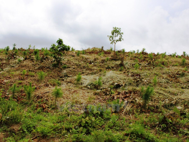 Lâm Đồng xử lý các tập thể, cá nhân phá rừng, chiếm đất lâm nghiệp ảnh 1