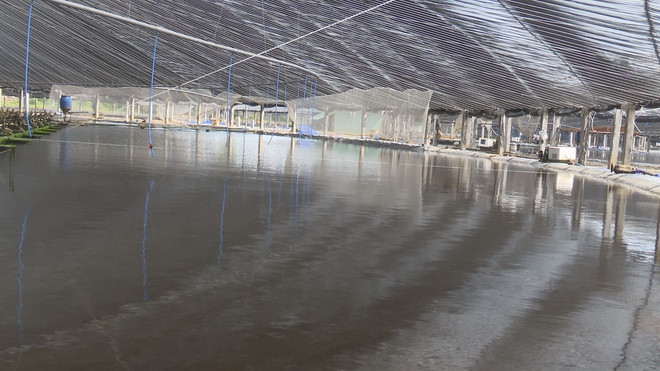 ttxvn_tom the chan trang Long an2.jpg