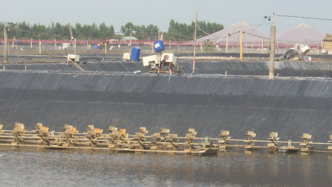 ttxvn_tom the chan trang Long An.jpg