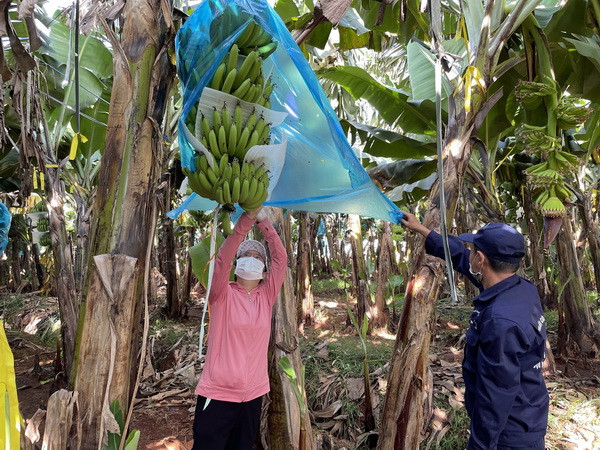 Bà Rịa-Vũng Tàu: Cải tiến đưa sản phẩm nông nghiệp xuất ngoại ảnh 2