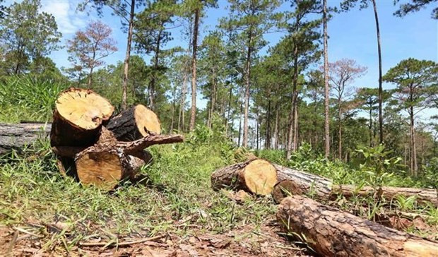 Lâm Đồng: Phạt đối tượng đầu độc rừng thông 11 triệu đồng ảnh 1