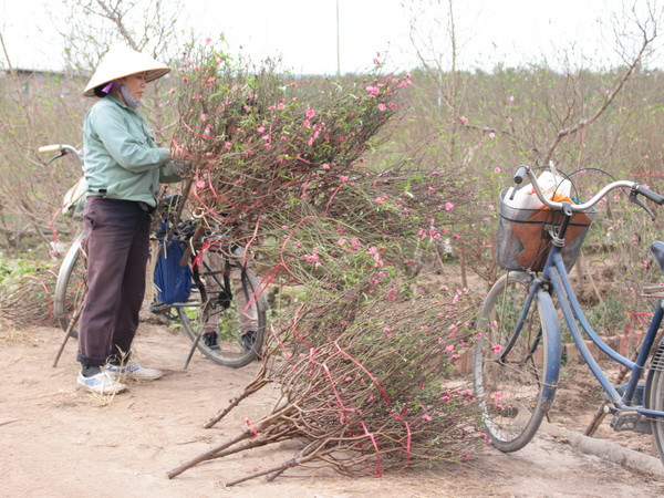 Thời tiết ấm khiến đào nở sớm, người trồng hoa lo mất Tết ảnh 1