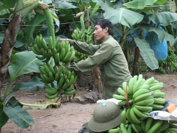 Chuối tiêu hồng Khoái Châu vào vụ thu hoạch rộ phục vụ Tết ảnh 1