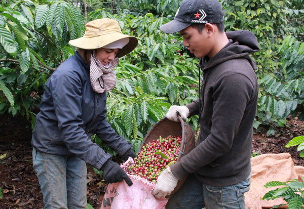 Giá càphê tụt giảm sâu và khó đảo chiều vào cuối niên vụ ảnh 1