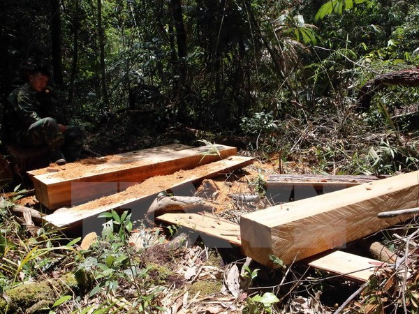 Yêu cầu báo cáo Thủ tướng kết quả điều tra vụ phá rừng pơmu ảnh 1