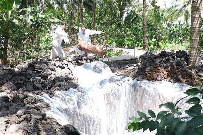 Đồng Nai thiệt hại nặng vì dịch tả lợn châu Phi lan rộng ảnh 1